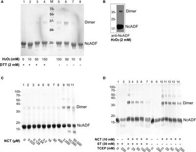 Recombinant actin-depolymerizing factor of the apicomplexan Neospora caninum (NcADF) is susceptible to oxidation